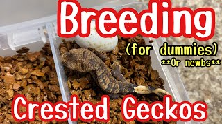 BREEDING CRESTED GECKOS for BEGINNERS or dummies [upl. by Parrie]