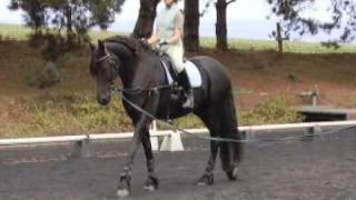 Improve your seat with Erica Poseley  An introduction to Rider Biomechanics [upl. by Alliuqal]