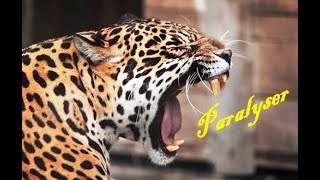 Panthera onca  Jaguars tribute  Paralyser [upl. by Anerak454]