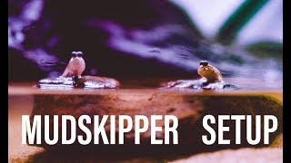 How to set up a mudskipper tank with Swhiskey [upl. by Ovida]