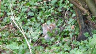 The Station Squirrel Blackheath 1 [upl. by Enirual352]