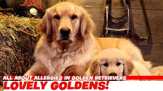 All About Allergies in Golden Retrievers [upl. by Hadias]