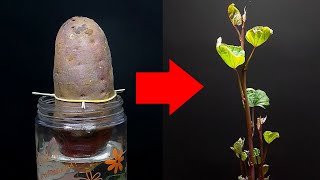 How To Grow Potatoes Hydroponically  Time Lapse Tree Growth [upl. by Harpp]