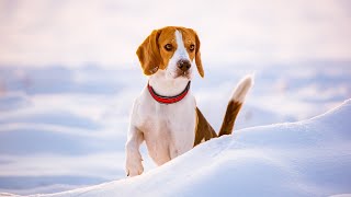 10 Pros and Cons of Owning Beagles [upl. by Neerihs]