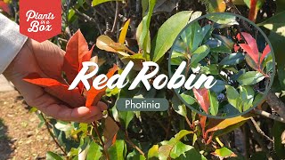 Is this the best evergreen hedge Photinia Red Robin is high on our list [upl. by Alake]