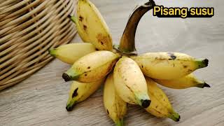 Episode 20 Hill Forest GardenMosumbu PISANG SUSUFirst Banana Harvest [upl. by Gomar]