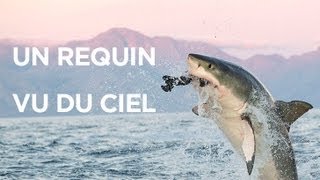 Un requin vu du ciel  le mois des requins [upl. by Eittel]