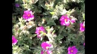 Cistus Sunset  Magenta Rockrose [upl. by Tnecillim165]