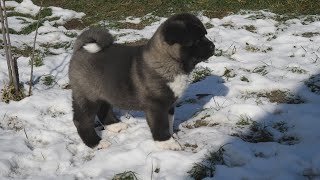 American Akita Puppies Play In The Snow [upl. by Celle]