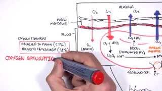 Respiration Gas Exchange [upl. by Henn]