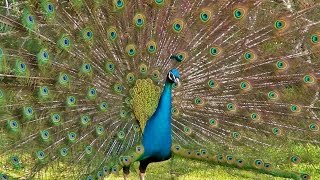 Peacock Dance Display  Peacocks Opening Feathers HD amp Bird Sound [upl. by Karlen813]