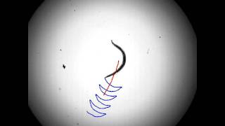 C elegans introduction [upl. by Yanrahc]