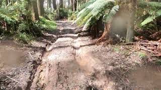 Toolangi Rainforest  Narbethong Black Spur Hotel [upl. by Harac]