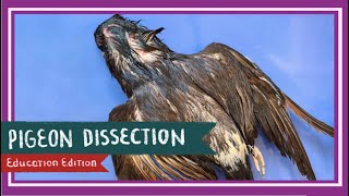 Pigeon Dissection  Birds of a Feather EDU [upl. by Adneral]