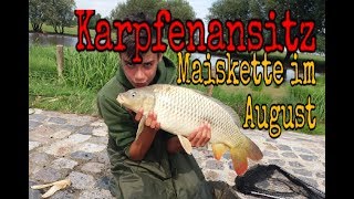 Karpfenansitz mit Maiskette im August am schwierigen See [upl. by Anurag701]