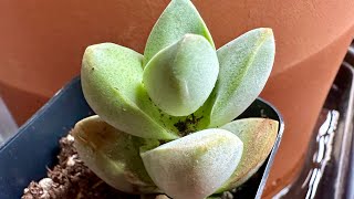 Crassula Moonglow [upl. by Francoise]