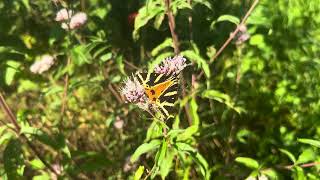 Koninginnekruid Eupatorium cannabinum met Spaanse vlag Euplagia quadripunctaria  NL Bloeit [upl. by Olivero]