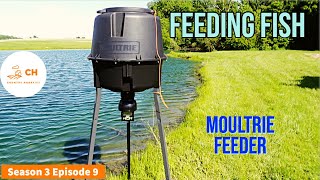 MOULTRIE Fish Feeding Video Of Bluegill [upl. by Auhsoj372]