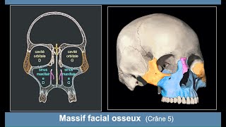 Anatomie du massif facial osseux Ostéologie du crâne 5 [upl. by Puglia]