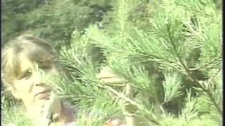 Pruning and Shearing Christmas Trees [upl. by Jecoa]