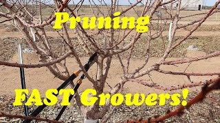 How To Prune Fruit Trees  A Detailed Tutorial on Pruning Apricots [upl. by Reifinnej]