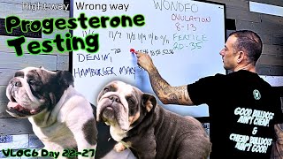 Breeding Dogs The RAW truth Progesterone testing explained Right amp Wrong way to breed bulldogs [upl. by Washburn]