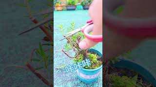 Good idea planting portulaca flower grow up so beautiful youtubeshorts plants garden flowers [upl. by Spieler491]