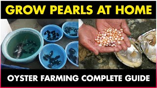 How to grow Pearls at Home  Oyster Farming at Home [upl. by Zenger]