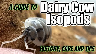 Learn Everything About the Porcellio laevis quotDairy Cowquot Isopod [upl. by Noffets]