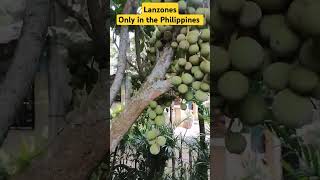 LANZONES TREE PLUS PLENTY OF FRUITS trendingshorts kmjs shortvideo lanzones [upl. by Suitangi]