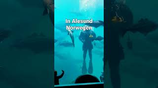 Tauchershow im Atlantikpark Norwegen [upl. by Jarret]