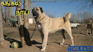 Kangal dog in tamil [upl. by Rhona]