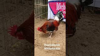 Whitehackle whitehackle gallos GallosFino gamefowl whitehackle viralvideo morganwhitehackle [upl. by Brezin768]