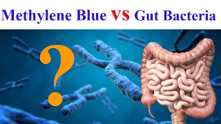 Discover How Methylene Blue Impacts Your Microbiome [upl. by Auqinimod747]