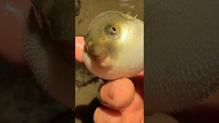 Puffer fish ❤️  Fish farming subscribemychannel shorts viralshorts [upl. by Sheena]