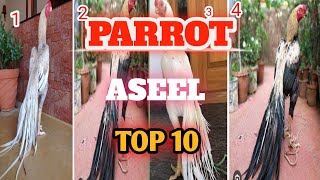 PARROT ASEEL CHICKEN  IN INDIA  TOP 10  2024  viralvideo aseel [upl. by Slaughter401]