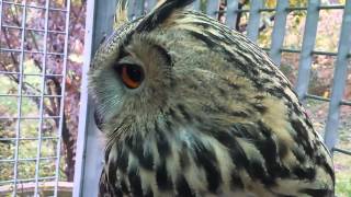 Addestramento e coccole a Gufo Reale Bubo Bubo Eagle Owl di 7 mesi [upl. by Einitsed345]