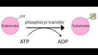 Kinases its function and different types [upl. by Essined]