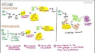 119 Active Immunity Cambridge AS A Level Biology 9700 [upl. by Duffy895]