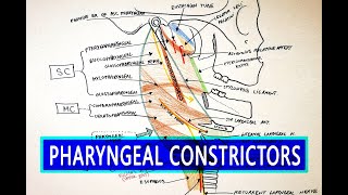 Pharyngeal Constrictors  Pharynx Anatomy [upl. by Mccahill]