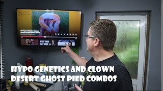 Hypo Genetics and Clown Desert Ghost Pied Combos [upl. by Othelia278]