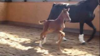 wwwreitschulesandbrinkde For Compliment  Rotspon colt foal 12 days Dressage [upl. by Irv917]