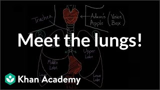 Meet the lungs  Respiratory system physiology  NCLEXRN  Khan Academy [upl. by Ruth]