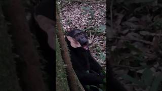 Chimpanzee Making Sounds Before Charging Annoying Human  Sounds of Chimpanzee Chimps Sound [upl. by Russom]