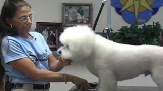 Super Styling Sessions DVD Series  The Bichon Frise [upl. by Kcirdla]