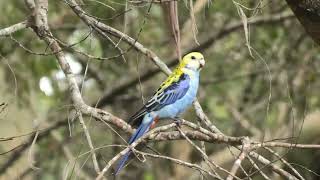 Pale headed Rosella 42 [upl. by Riva]