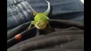 TAME Emerald SWIFT Lizard like a BEARDED DRAGON [upl. by Irisa]