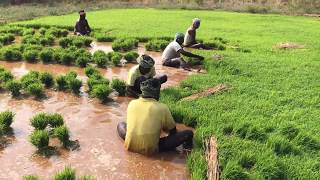 How Rice is Made  Step by Step Growing Rice Paddy Farming South India [upl. by Baiel310]