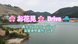 青土ダムエコーバレイお花見Drive [upl. by Robillard]