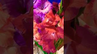 My spectacular Gladioli vase ￼prettyblooms prettyflowers gladiolus gladioli smallyoutuber [upl. by Nnaeirelav]